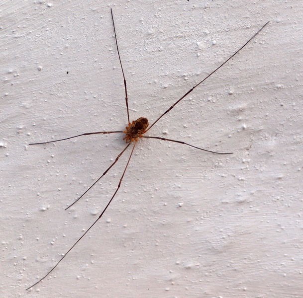 Opiliones:  Phalangium sp. del veneto